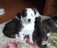 Продам щенков запсибирской лайки