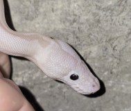 Продаётся змейка.