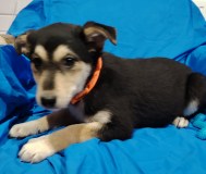 Щенок девочка бесплатно.